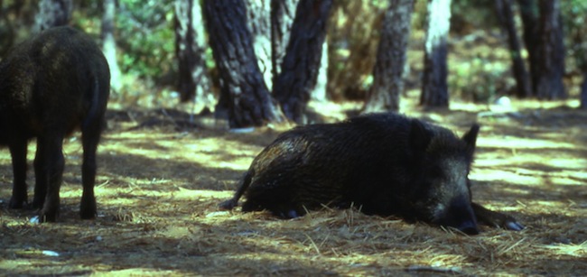 Esemplari di cinghiali nel Parco Regionale della Maremma (foto G. Priore)